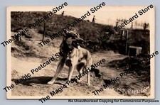 "Wolf Dog" RPPC Fairbanks Alaska Antique Husky Photo Postcard ~1930s