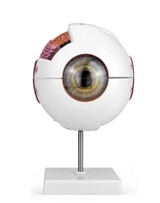 6X Enlarged Human Eye Anatomy Model, Detachable Eyeball Display with Stand Study