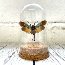 Lanternfly Penthicodes farinosa tulia Cicada Glass Bell Dome Display Jar Insect