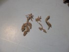 Foto 11 di 13
