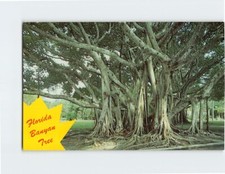 Postcard Banyan Tree Florida USA