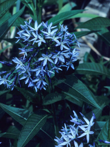 20 graines d' Etoile Bleue Parfumée(Amsonia illustris)G776 Ozark Bluestar Seeds  - Photo 1/1