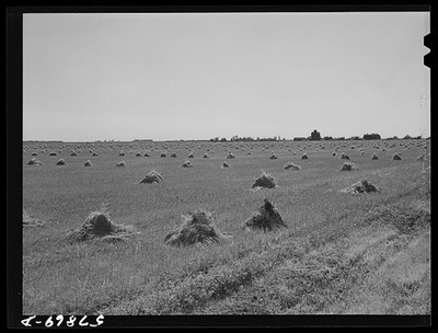 Photo:North Dakota Red River Valley 1941 Wheat Stacks Town Grain Elevators
