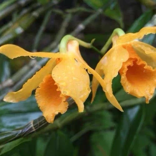 China Dendrobium henryi Rare Golden Fragrant Species Orchid Blooming Plant
Opens in a new window or