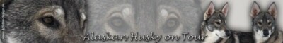 ALASKAN HUSKY Schlittenhund AUFKLEBER Fensteraufkleber Autoaufkleber Sticker #1