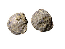 Devonian Lime Creek Cerro Gordo brachiopod fossil Hystricina rockfordensis #2
