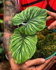 Pretty Imported Indoor Alocasia Imported Flower Bulbs Green Pack of 2 bulbs
