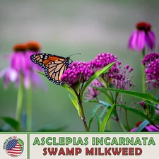 200 Swamp Milkweed Seeds, Monarch Butterfly & Pollinator Attractor, Genuine USA