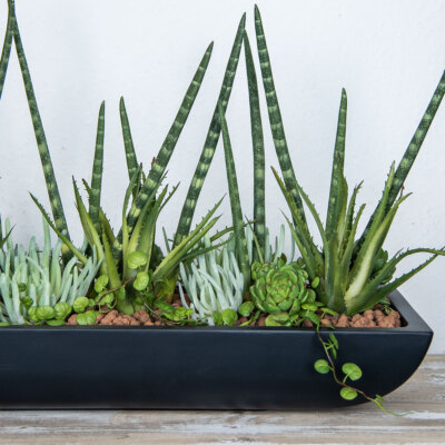 Sukkulente Echeveria knstlich Grn Deko Pflanze 15cm realistisch | eBay.de