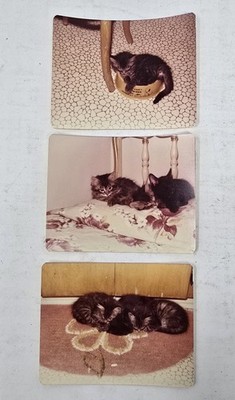 Vintage Kitten Snapshot Photo Lot 3 Cute Sleeping Cats 1970s Vernacular Pics