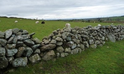 Foto 6x4 Schafe grasen bei Cwm Bran Pant Gl\u00e2s noch knapp eno c2017