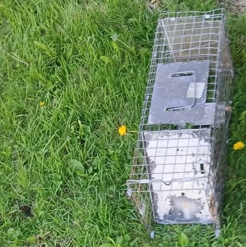 X-Small Trampa Jaula Profesional de 2 Puertas para Ratones, Ratas y Vole Foto 3 de 3