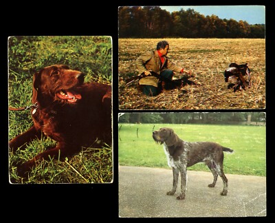 DEUTSCHER DRAHTHAARZEIGER GWP GUNDOG HUND FOTO POSTKARTEN - 3 x moderne Karten 