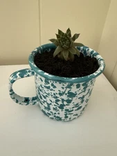 Teal and White Splatter Mug Planter - Live Plant