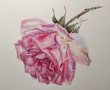 Original Giclee Art Prints FLOWER PINK ROSE Artwork Painting Landscape Floral A4