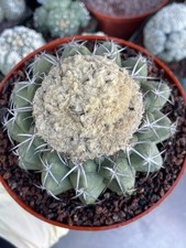6” Fuzzy Discocactus | I Live cactus | Live Plant 6” Fuzzy Discocactus | I Live cactus | Live Plant - Image 1