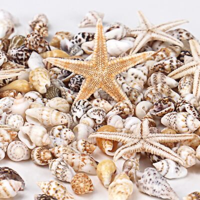2000 Pcs Tiny Sea Shells & Starfish for CraftingMini Seashells Bulk for Home ...