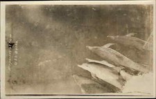 Porpoises Dolphins at Bow of USS Boche US Naval Ship Real Photo Postcard c1920