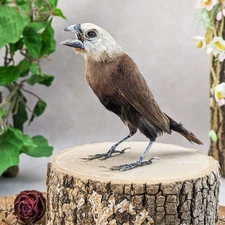 White Headed Munia finch taxidermy Bird Specimen oddity curiosities L Maja gift
