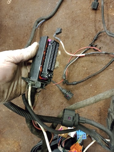 AUDI TT 1.8T BAM Engine Management Wiring Loom +LAMBDA APX? GOLF CONVERSION - Picture 21 of 24