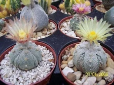 Astrophytum asterias super kabuto 5 ribs exotic cacti rare cactus seed 10 SEEDS