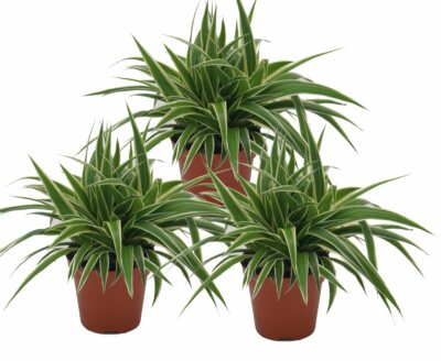 3 Pflanzen Grnlilie, (Chlorophytum) im 11cm Topf Sorte: Ocean,  luftreinigend! | eBay.de