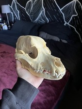 Real Domestic Animal Skull Taxidermy Oddity Educational