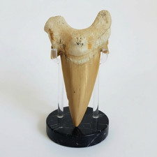 Dente di Squalo Real Otodus Obliquus - Fossile di Lineaggio Megalodonte da Collezione