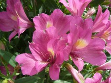 Alstroemeria Flower Hybrid Quality Bulbs Home Gardening Pack of 2 pink