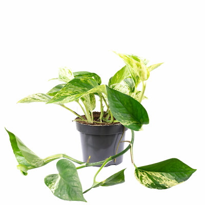 Efeutute - Epipremnum aureum - Hhe ca. 15 cm, Topf- 12 cm | eBay
