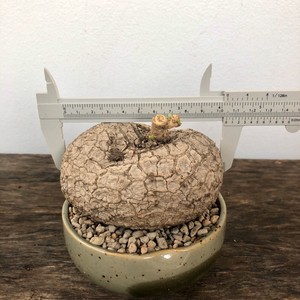 Stephania Suberosa 1 bulb,caudex, outdoor, bonsai,herb ...