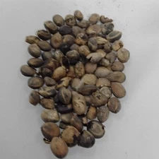 Eso Iyere/Pipper Guinnese/African Dried Seeds