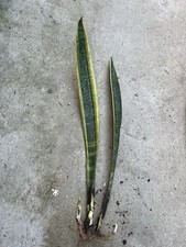 2 Snake Plant 15  Golden Side Bare Root Mother-In-Law Sanseveria Live Plant