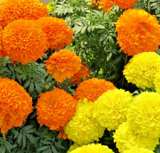 120x African Marigold Spun Mix Seeds - Tagetes Erecta Nana - Big Bright Flowers