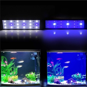 aquarium blue light at night