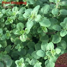 Italian Oregano Seeds | Herb | Non-GMO | Vegetable Seeds