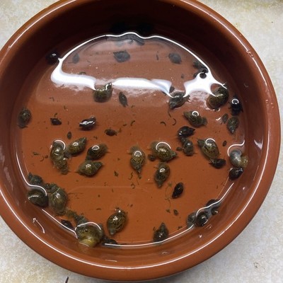 Set große gemischte Schnecke Gartenteich / Innentank Geschenk