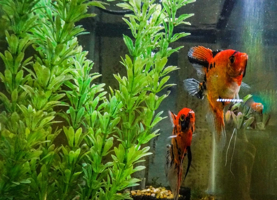 6 Select Koi Angelfish  Pre Breeder Colony Free overnight shipping - Image 4 of 4