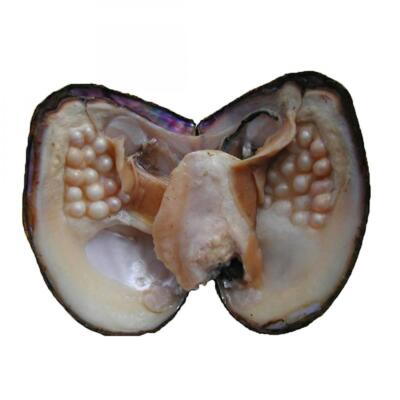 jessie Big Oysters with Plenty of Pearls Inside, 1 PC Cultured Freshwater Oyster