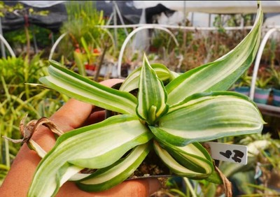 Boutique Succulent Live Plant Agave desmetiana Variegated WYSIWYG Garden