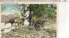 The Deer Are Plentiful Here   Unused  Linen Postcard 62416