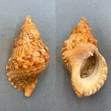 #2 Charonia lampas pustulata 140mm F+ W/O Jeffrey's Bay, South Africa