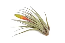 Tillandsia Fasciculata 'Golden Torch' Air Plants - Easy Care Plants