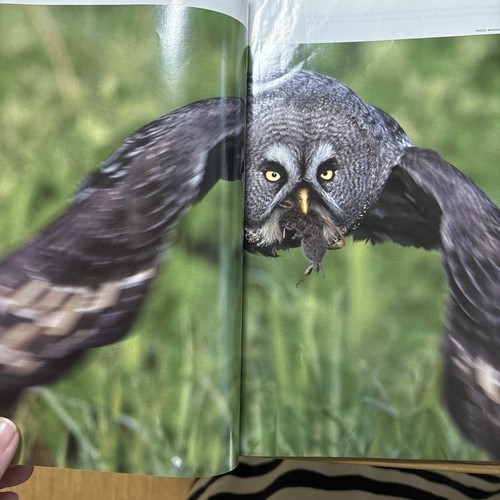 National Geographic Magazin Februar 2008 Die schwarzen Pharaonen - Bild 6 von 17