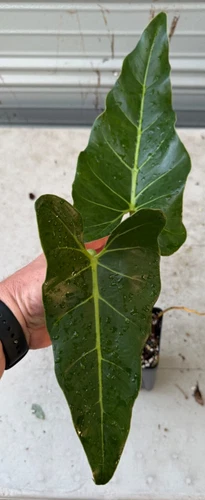 PHILODENDRON MAXIMUM
