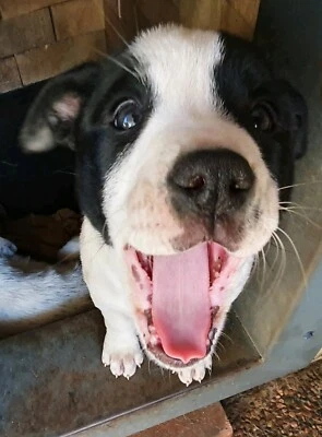 12 Week Old Border Collie X Cattle 47 Staffy Dogs Puppies Gumtree Australia Maitland Area Maitland 1256474071