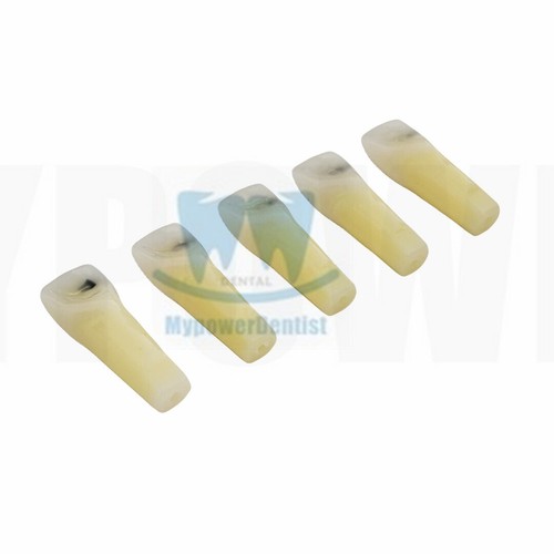 Dental Vitro Teeth Decay Caries Screw Model Dentist Tooth Teach Tool #11 #36 - Picture 5 of 15