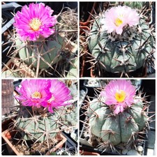 Echinocactus horizonthalonius mix 10 semi 2024