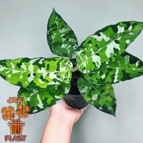 Aglaonema pictum tricolor Free Phytosanitary Plant