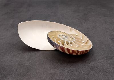 Natural Nautilus Seashell Right Cut Single Half (1 HALF shell approx. 6+ inches)